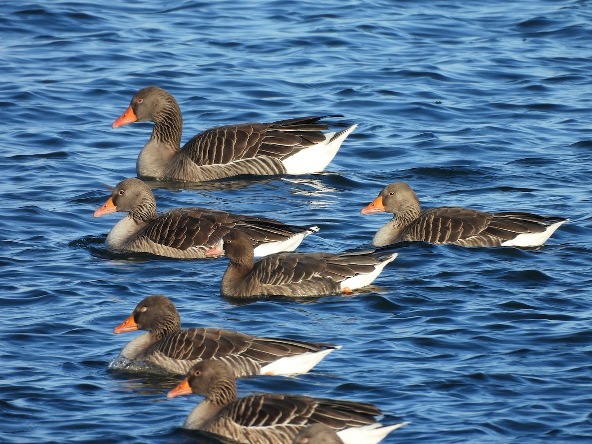 Greater White-fronted Goose - ML629098970