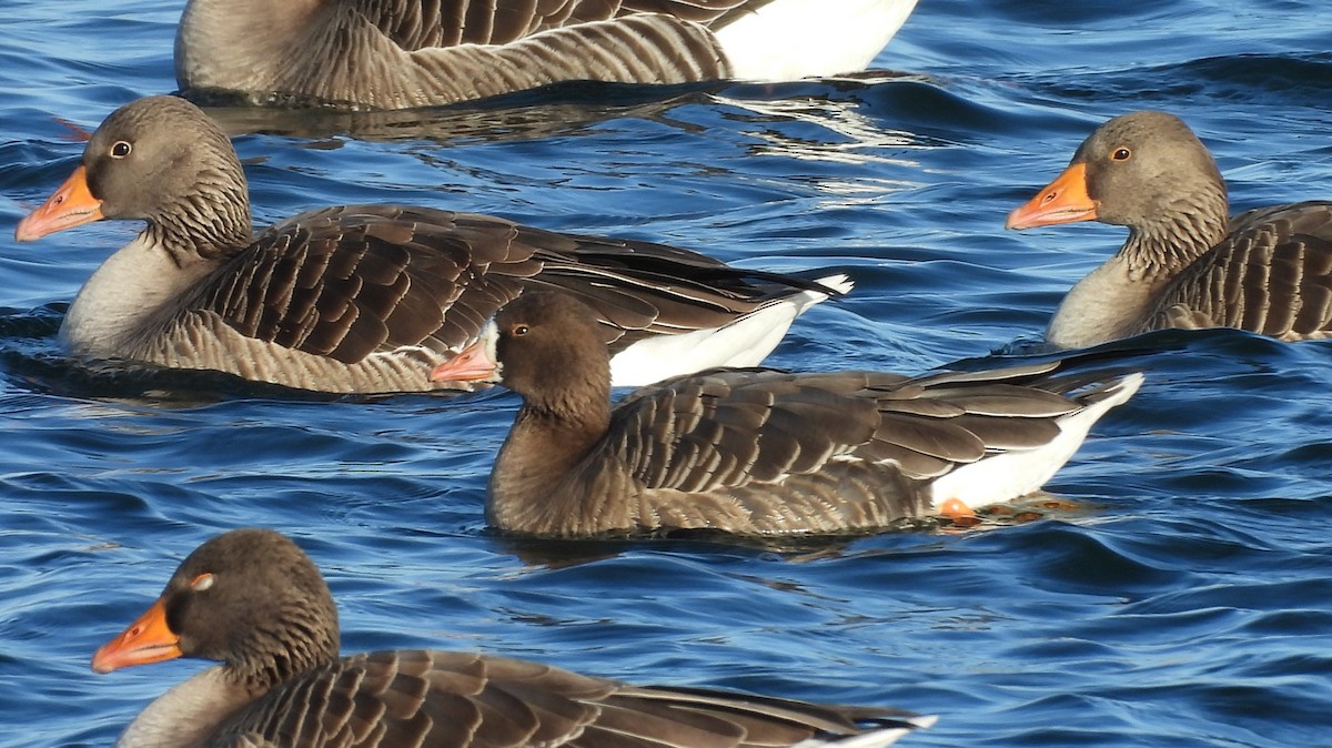 Greater White-fronted Goose - ML629098973