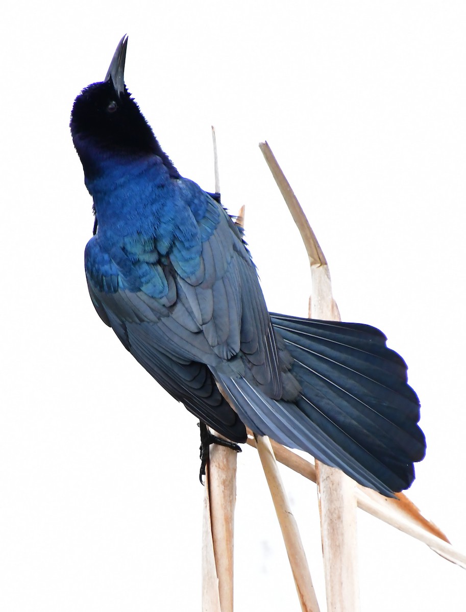 Boat-tailed Grackle - ML629098976