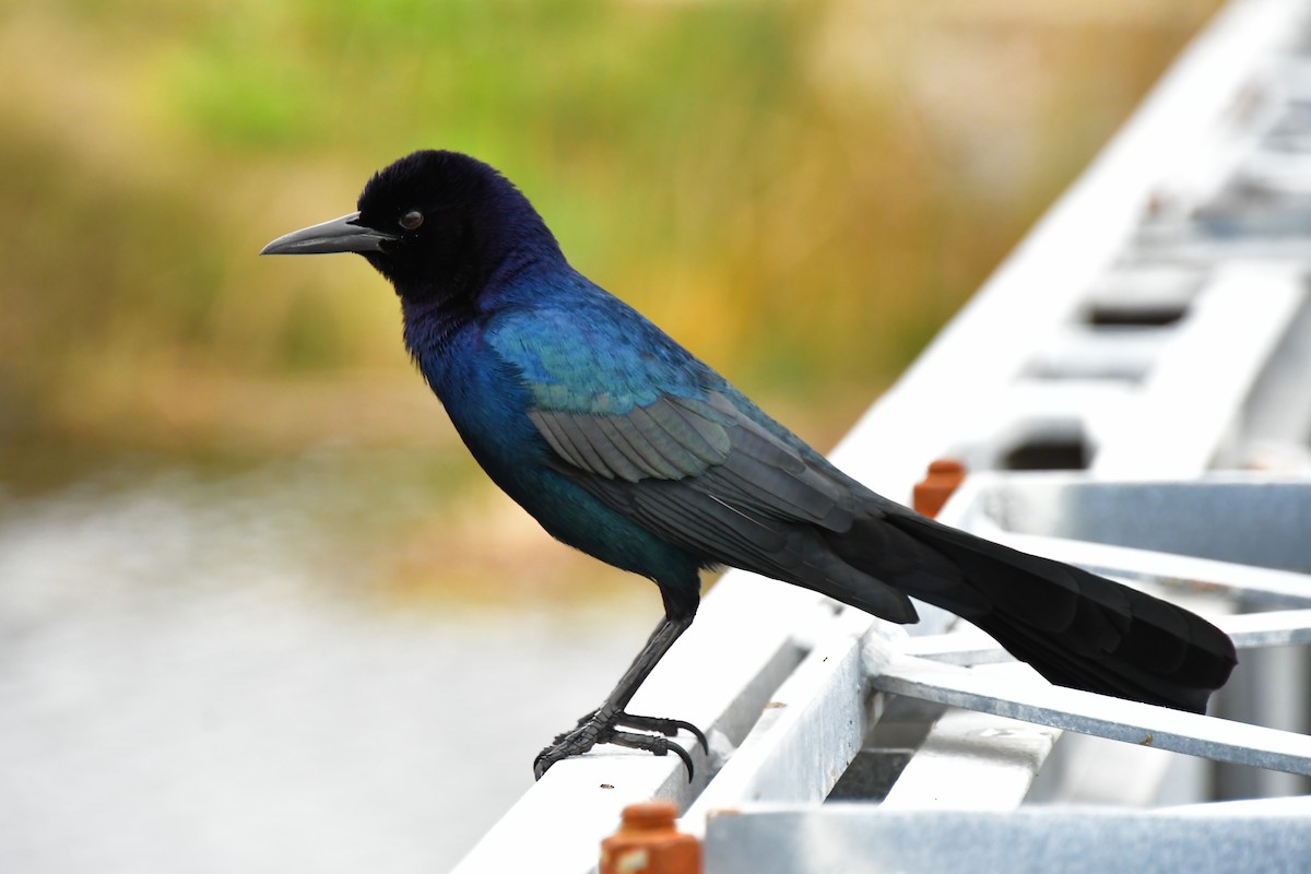 Boat-tailed Grackle - ML629098977