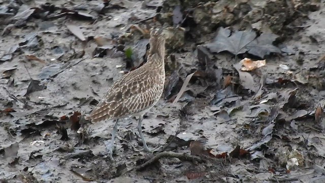 Whimbrel (White-rumped) - ML629099020