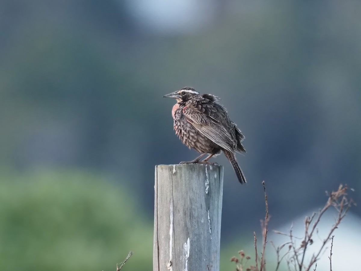Long-tailed Meadowlark - ML629099025