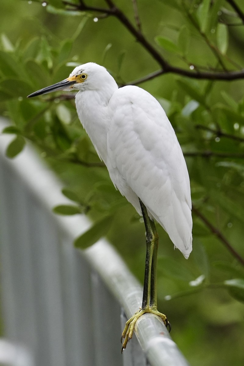 Snowy Egret - ML629099046