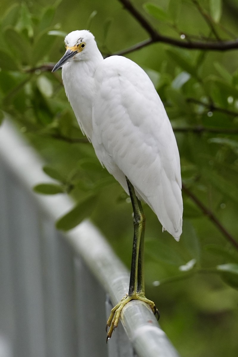 Snowy Egret - ML629099047