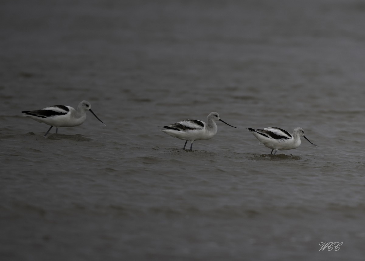 American Avocet - ML629099095