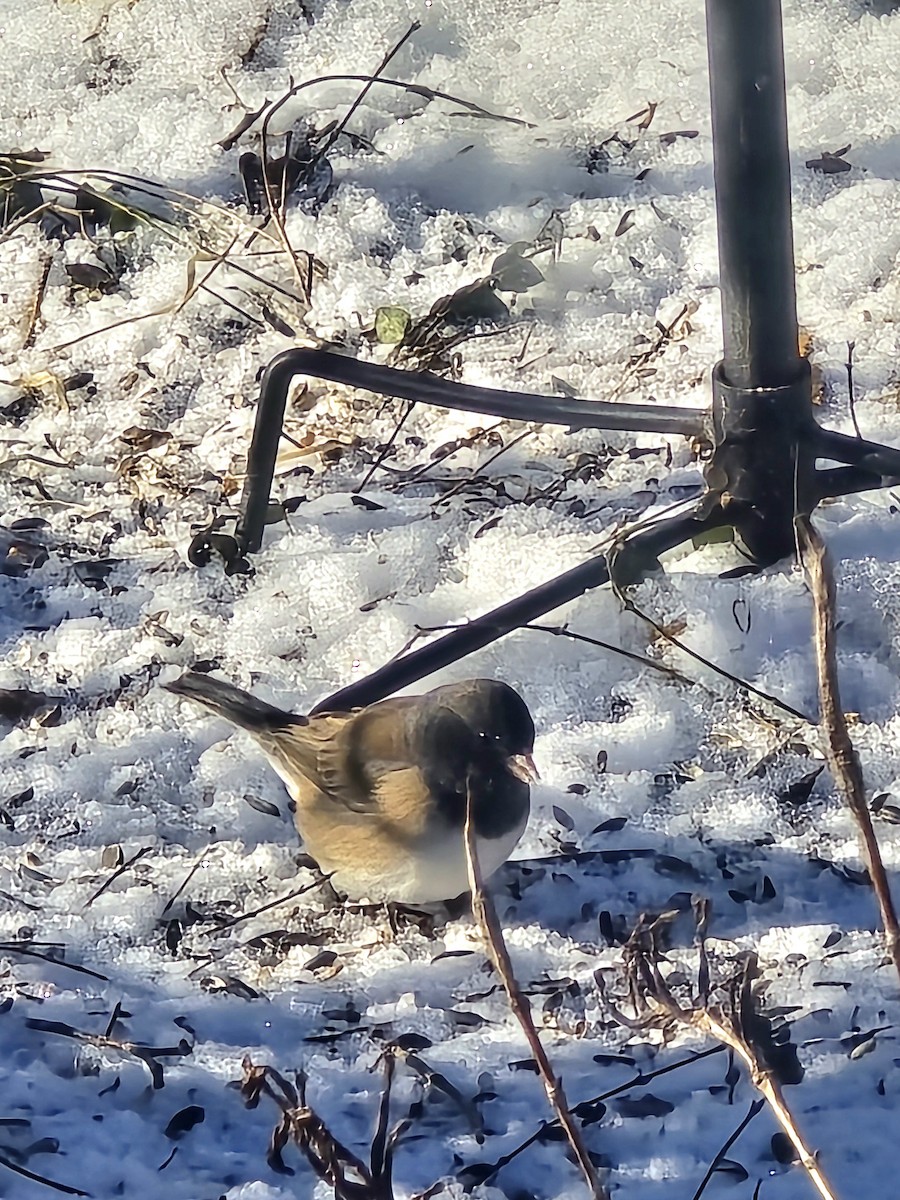 Dark-eyed Junco - ML629099133