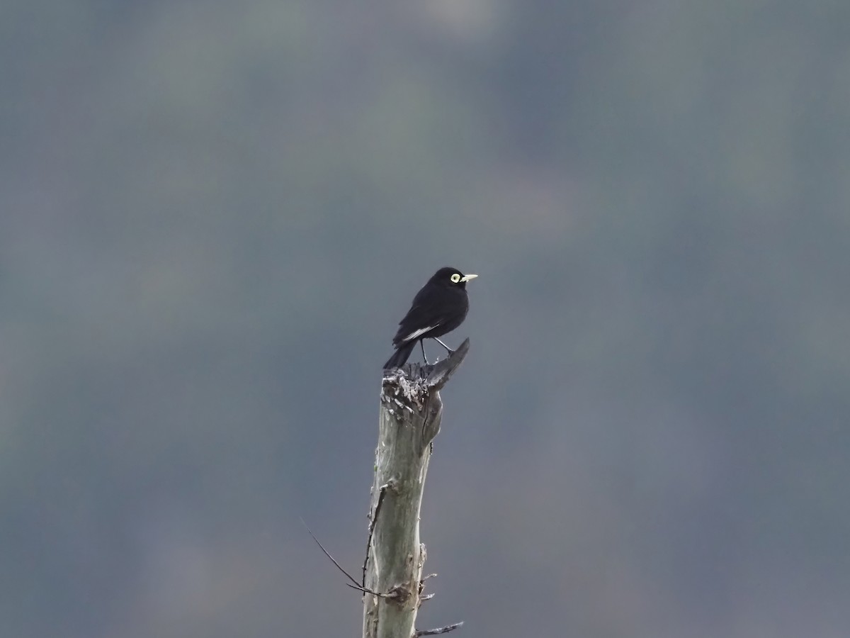 Spectacled Tyrant - ML629099257