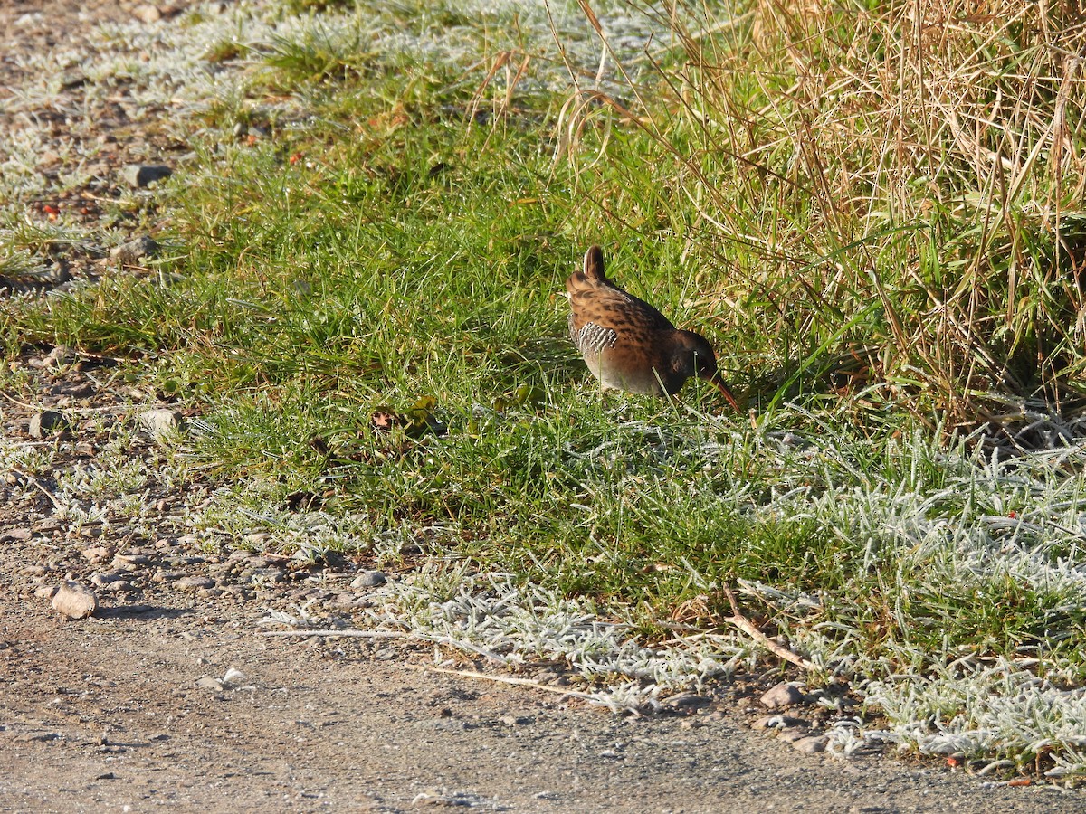 Water Rail - ML629099317