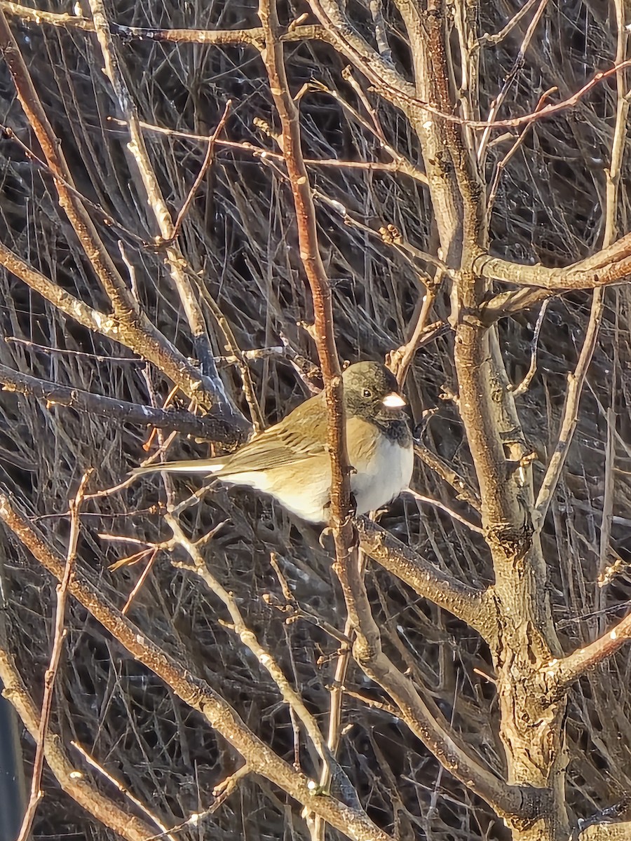 Dark-eyed Junco - ML629099320