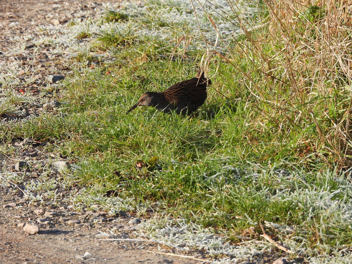 Water Rail - ML629099330