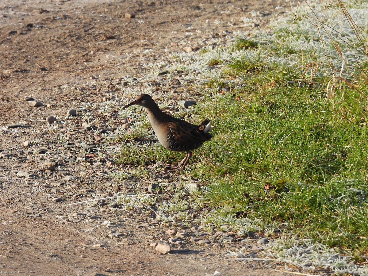 Water Rail - ML629099346