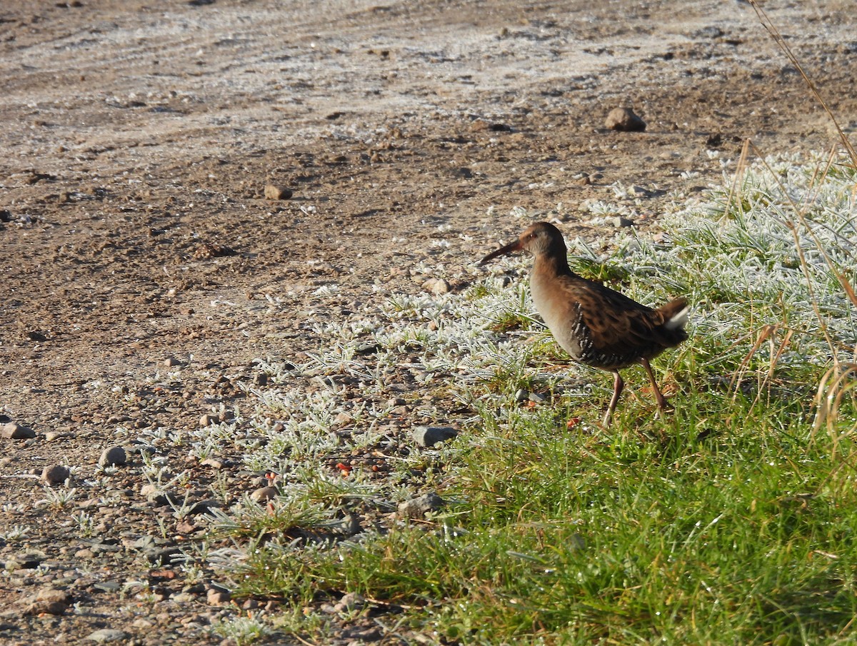 Water Rail - ML629099361