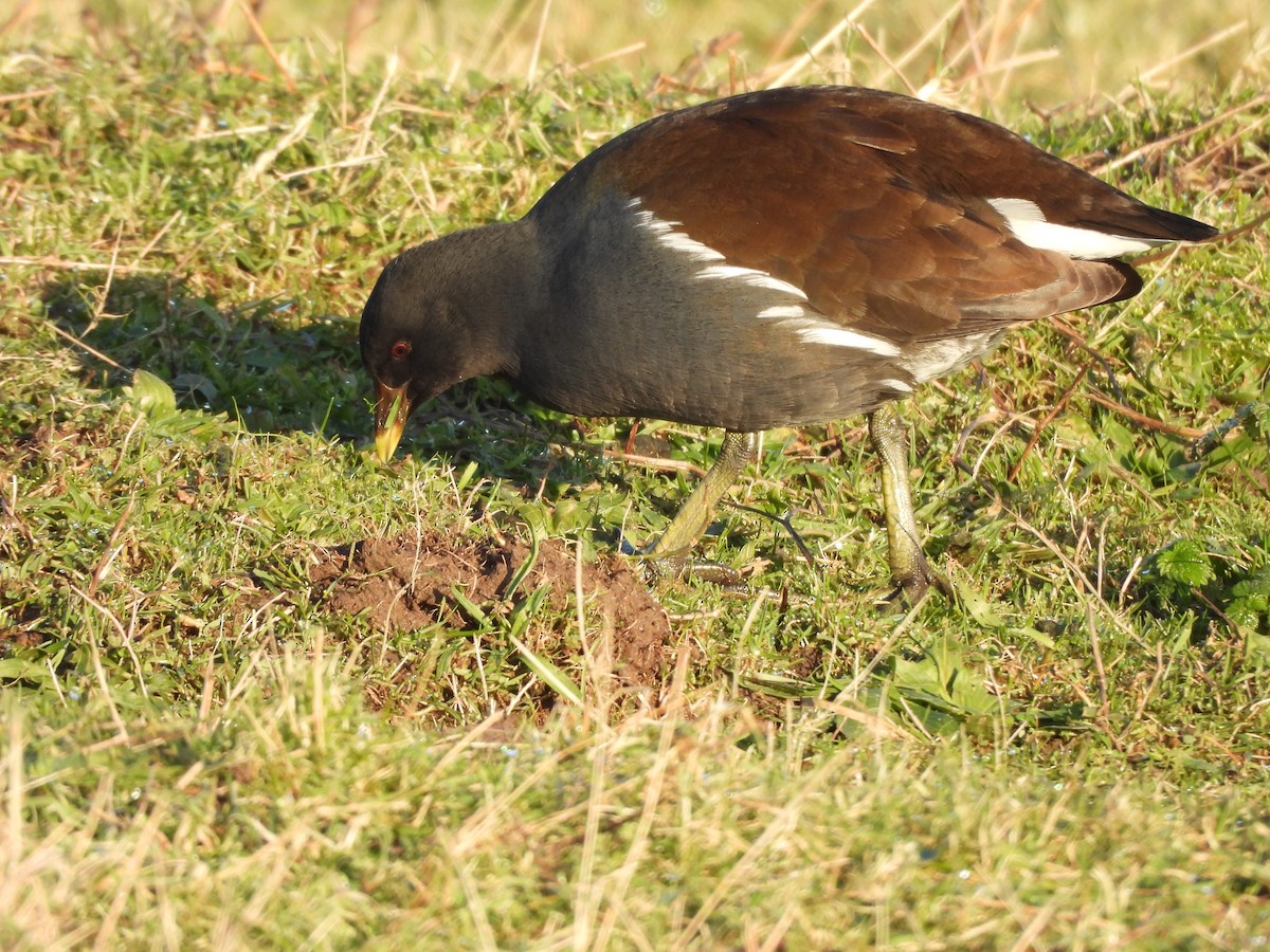 Eurasian Moorhen - ML629099375