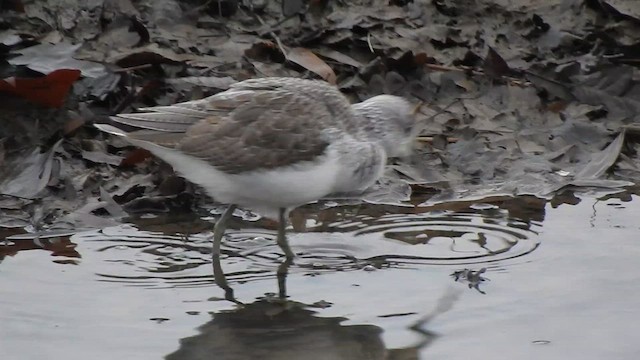 Common Greenshank - ML629099386