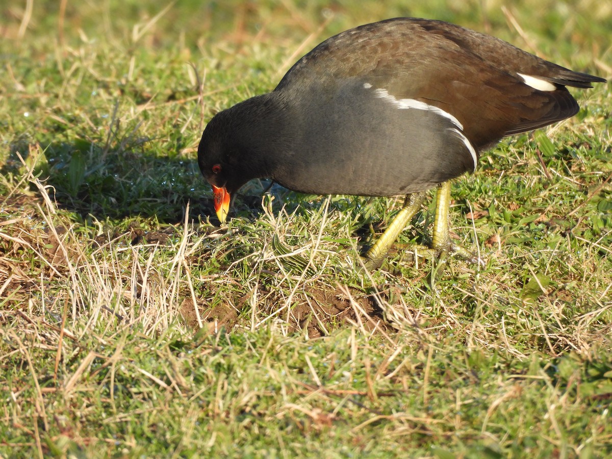 Eurasian Moorhen - ML629099388