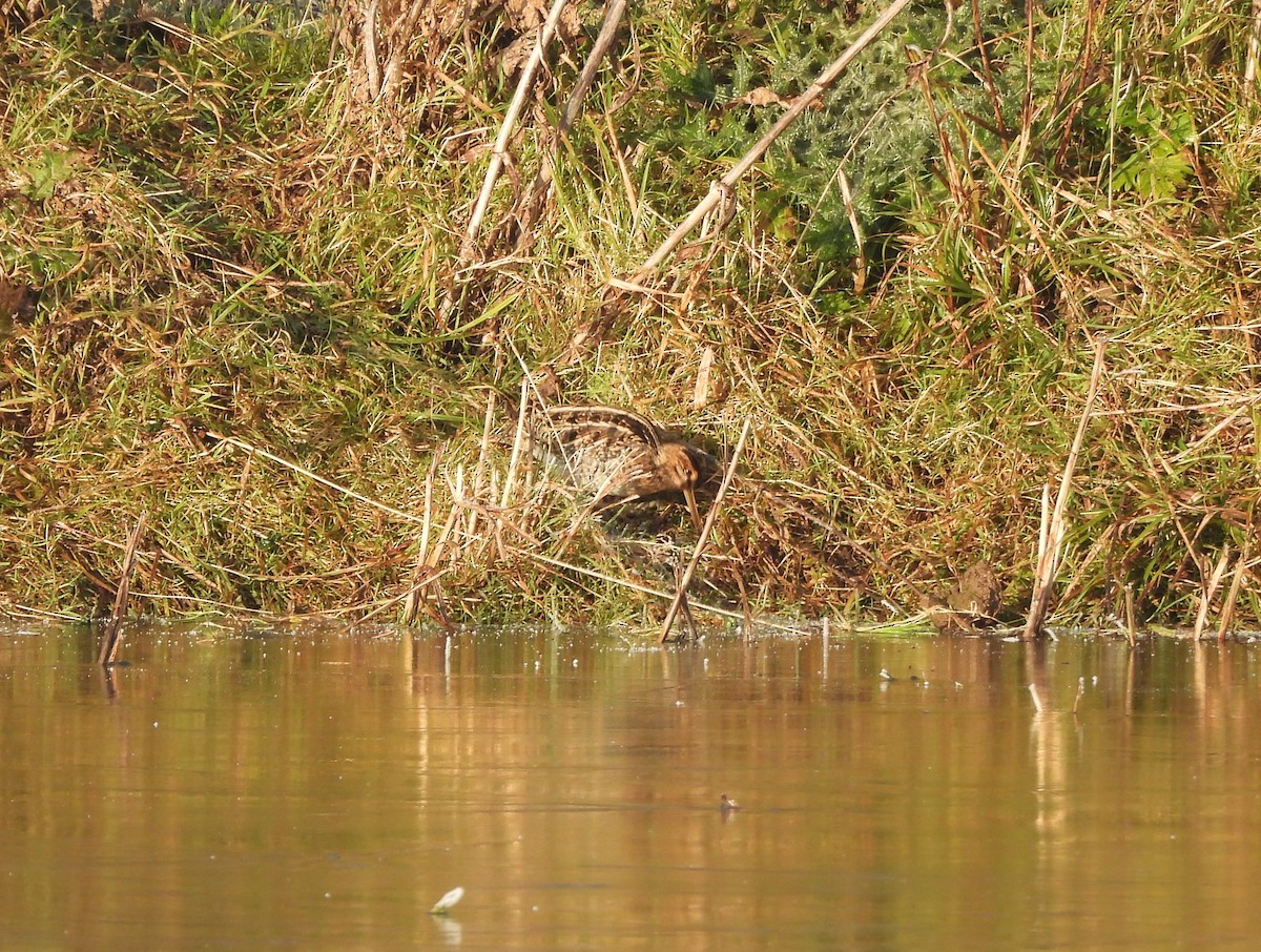 Common Snipe - ML629099399