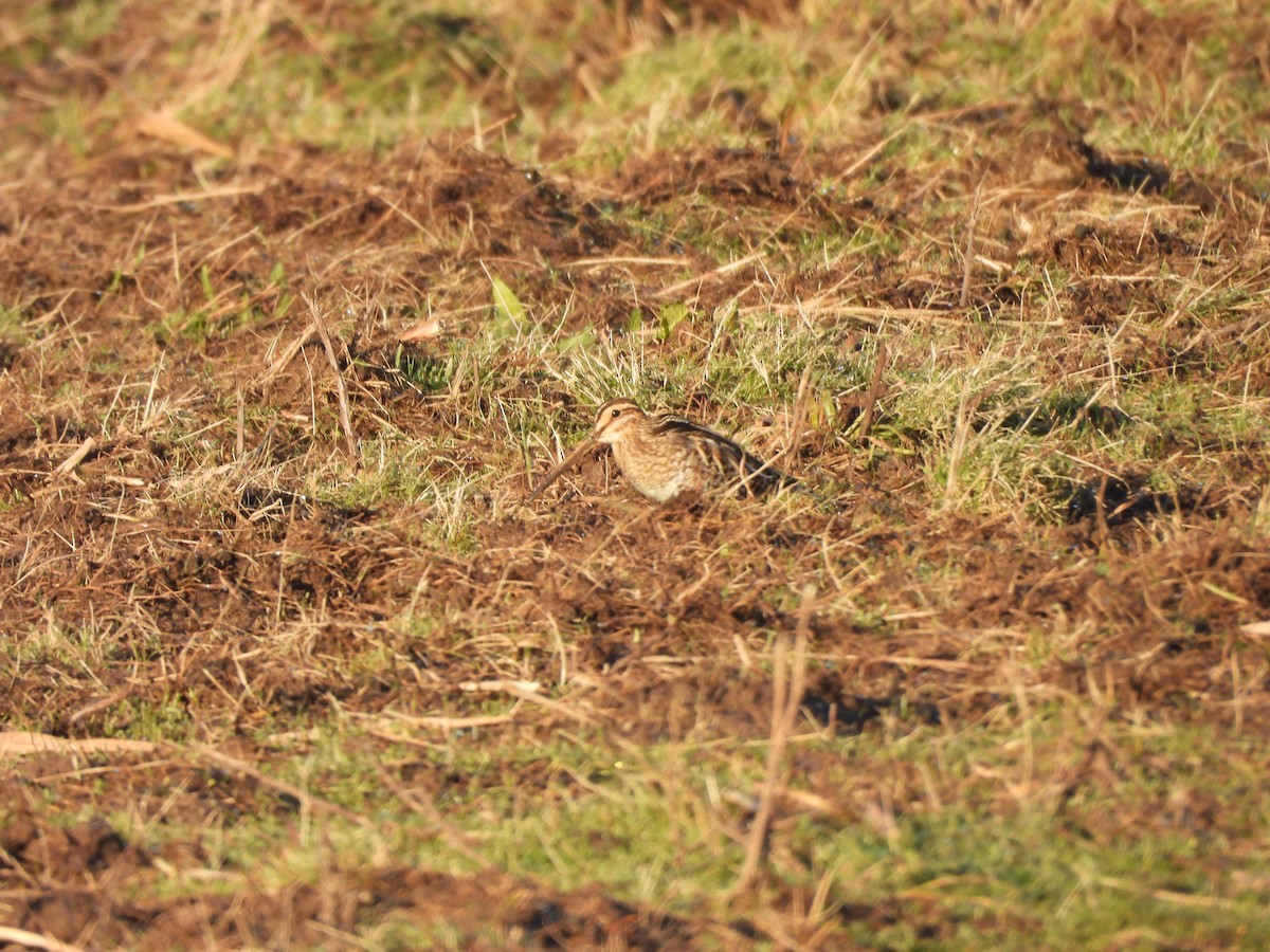 Common Snipe - ML629099405