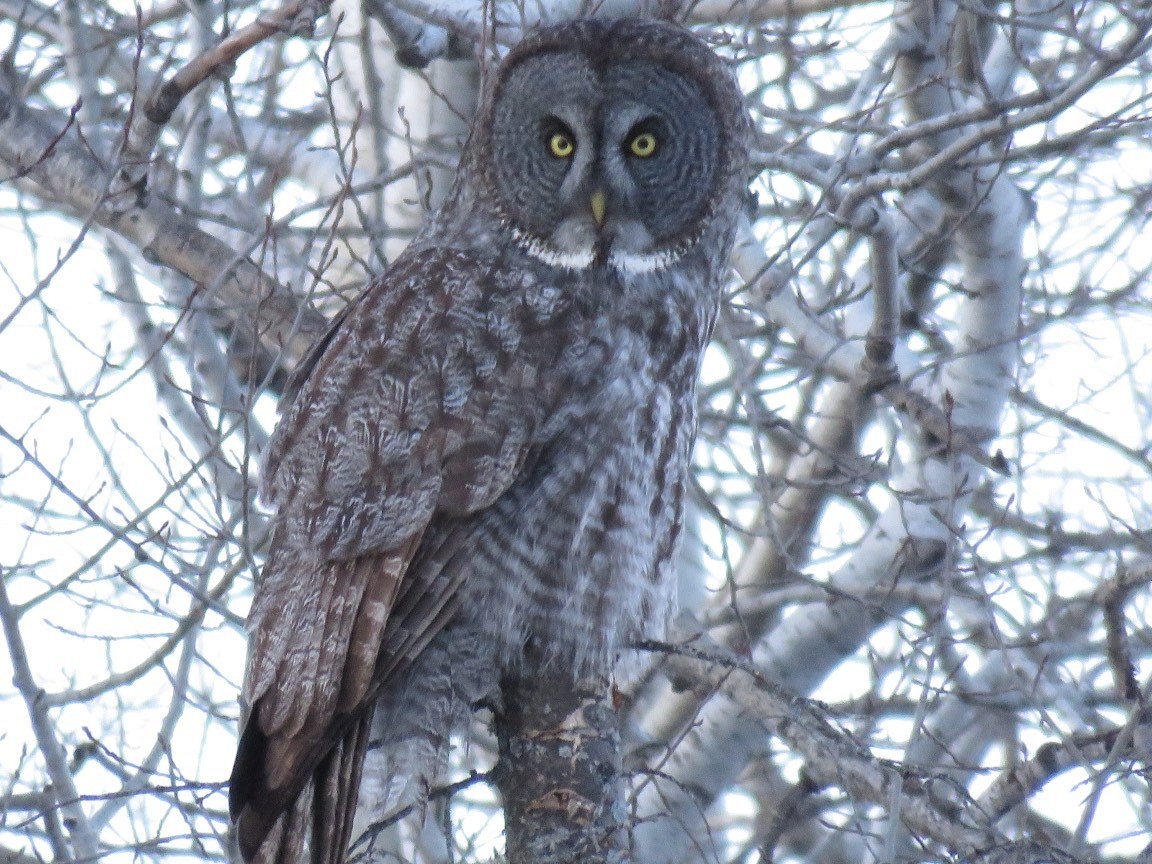 Great Gray Owl - ML629099500