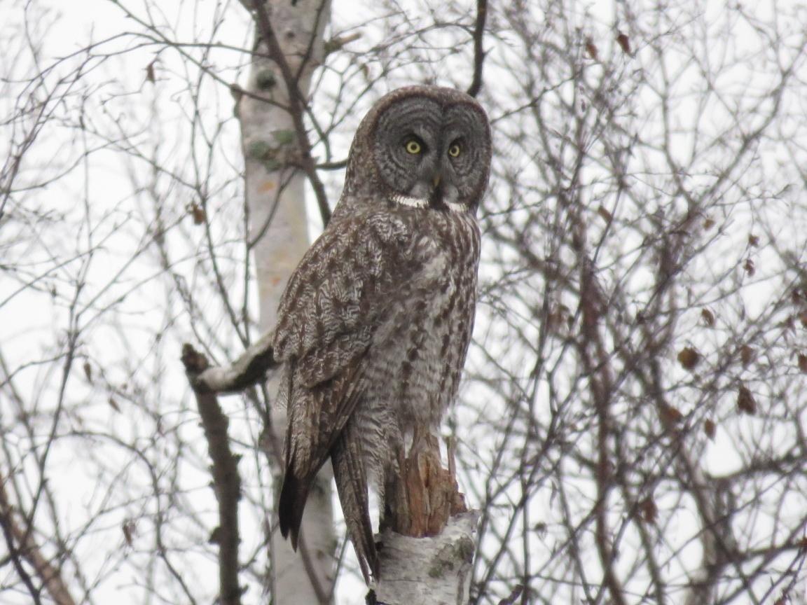 Great Gray Owl - ML629099592