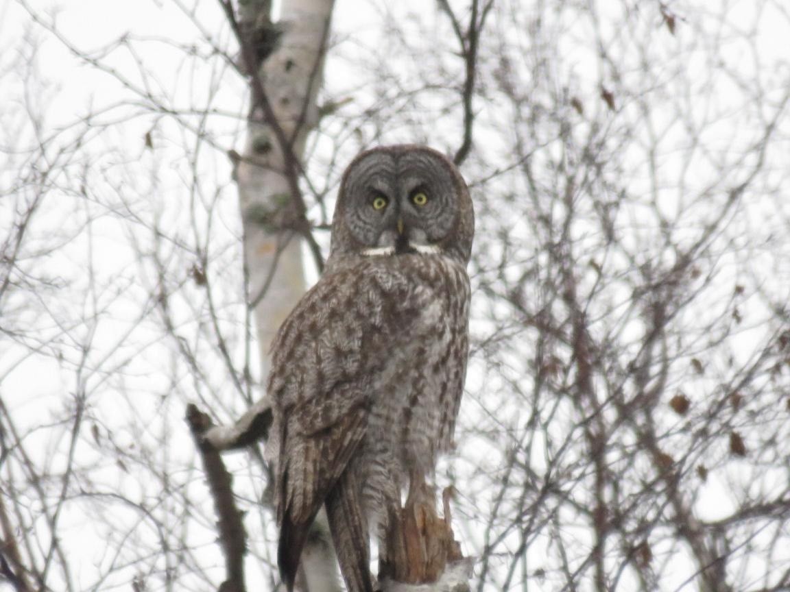 Great Gray Owl - ML629099593