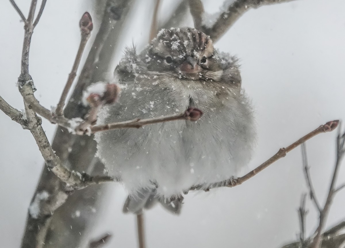 Chipping Sparrow - Gale VerHague