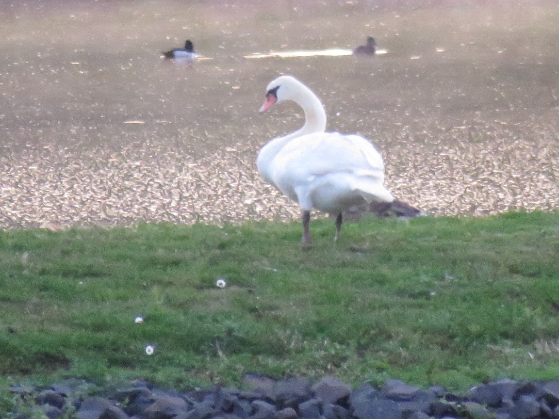 Mute Swan - ML629099669