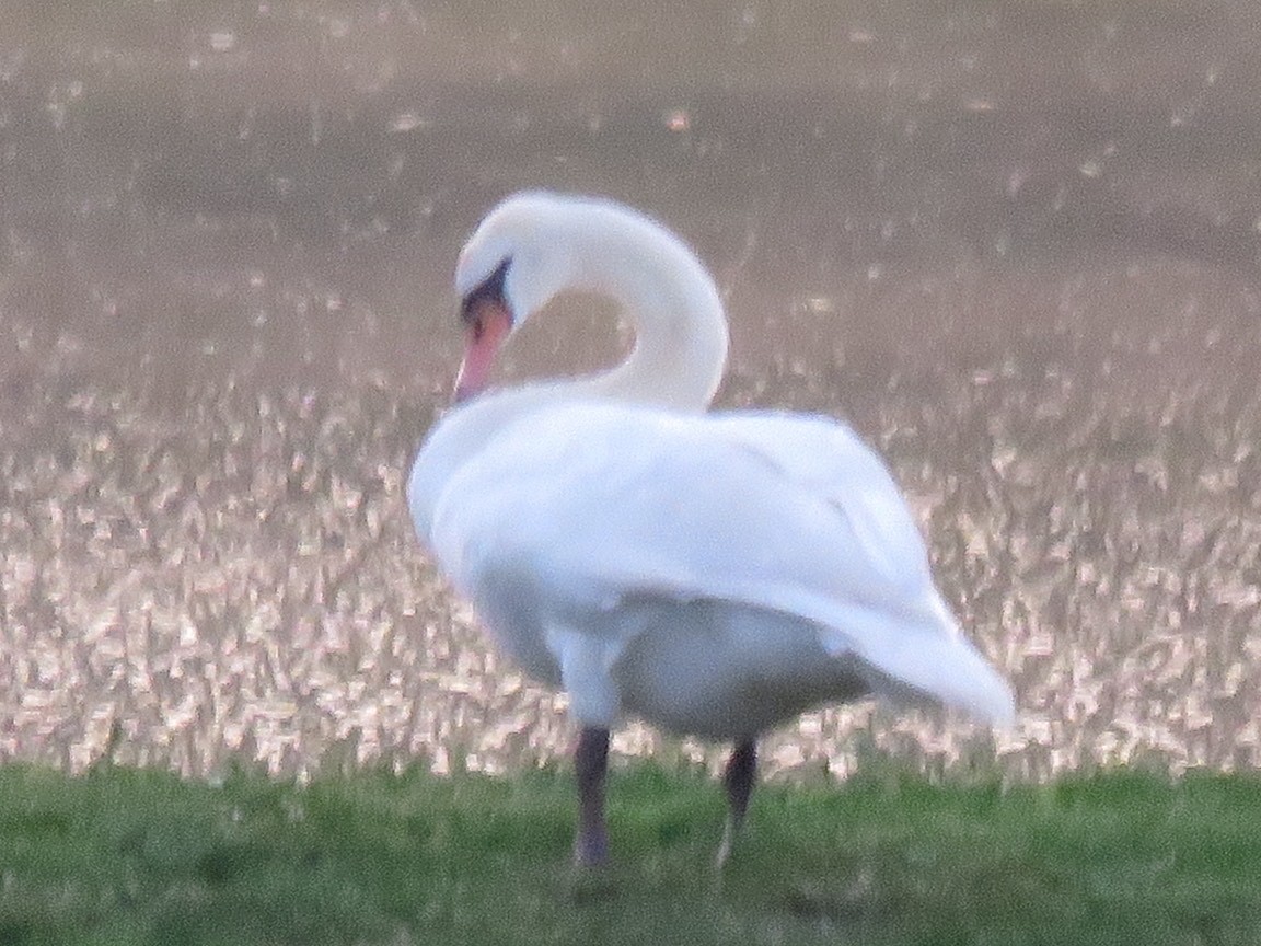 Mute Swan - ML629099670