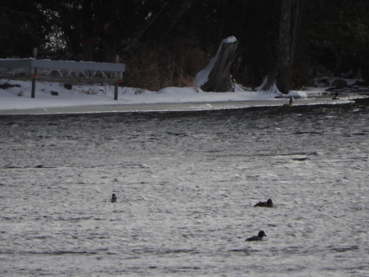 Common Eider - ML629099698