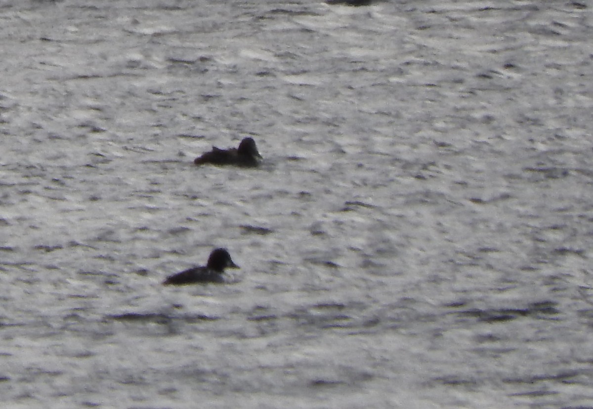 Common Eider - ML629099704