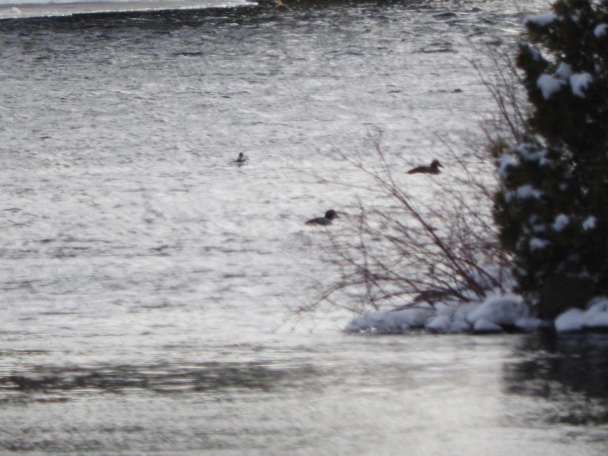 Common Eider - ML629099714