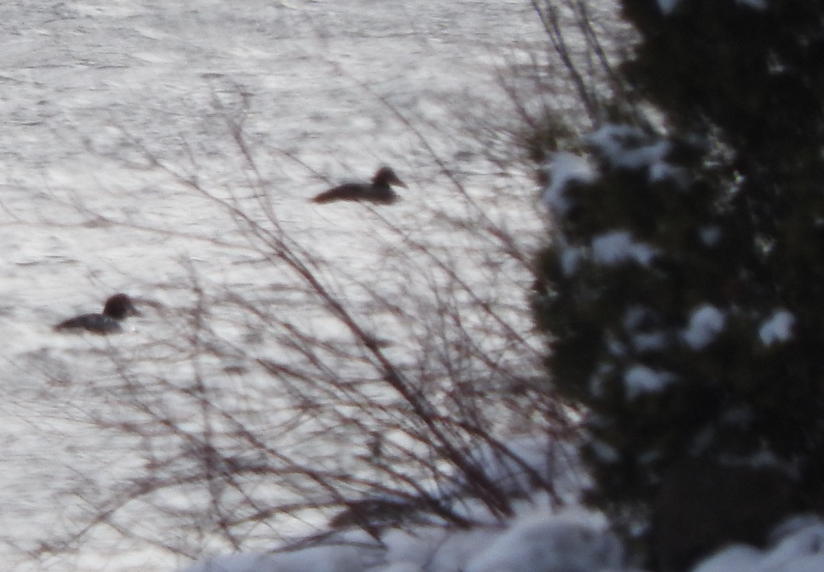 Common Eider - ML629099716