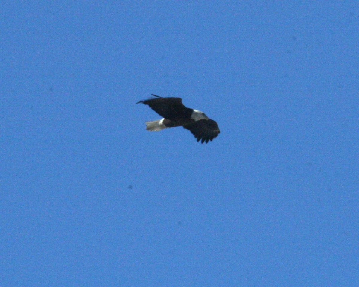 Bald Eagle - ML629099745