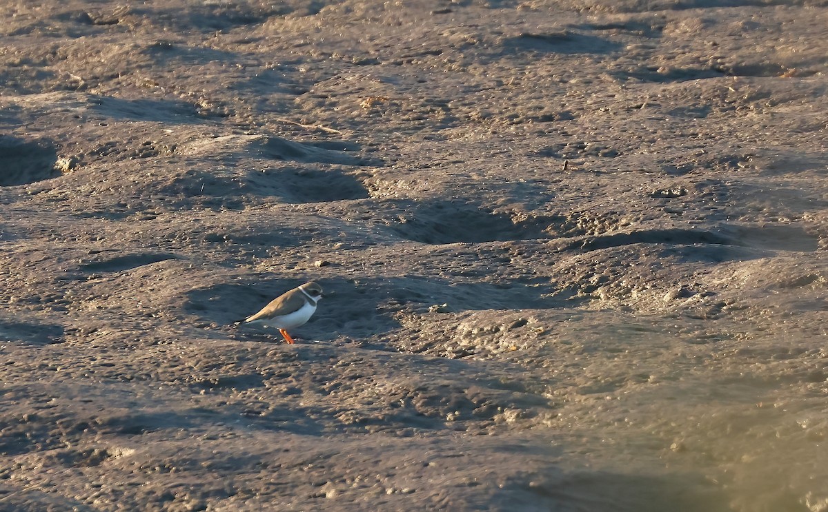 Semipalmated Plover - ML629099783