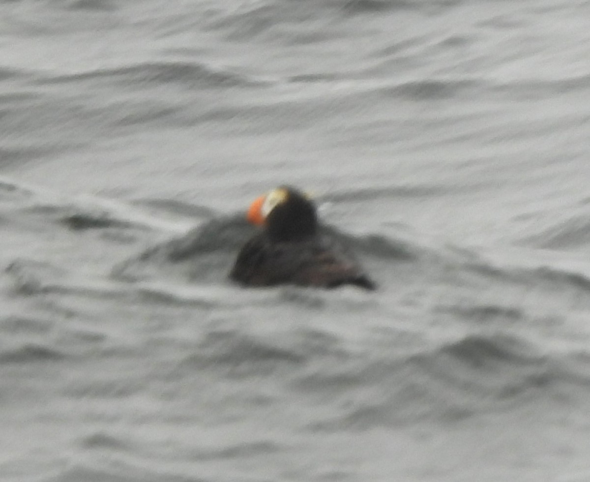 Tufted Puffin - ML629099864