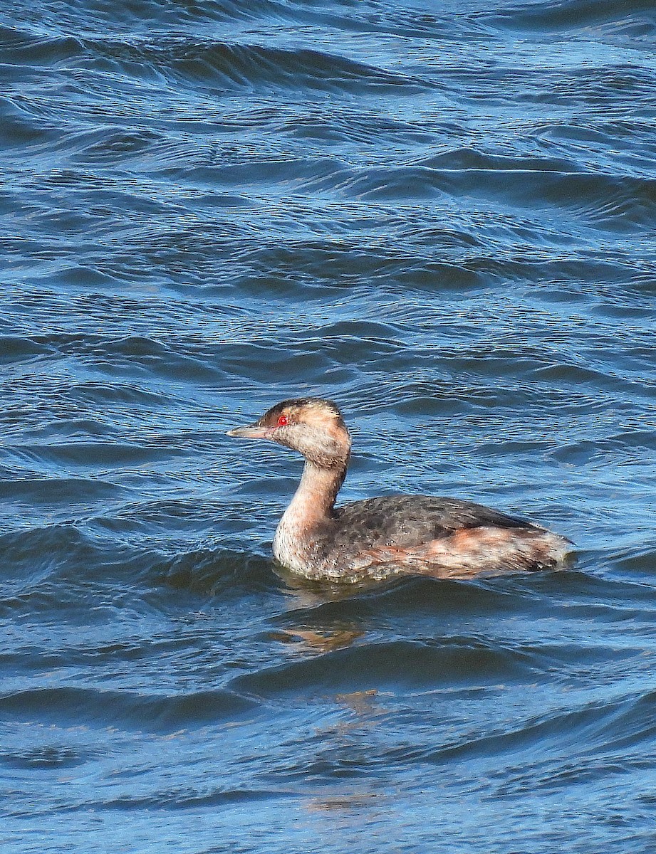 Horned Grebe - ML629099878