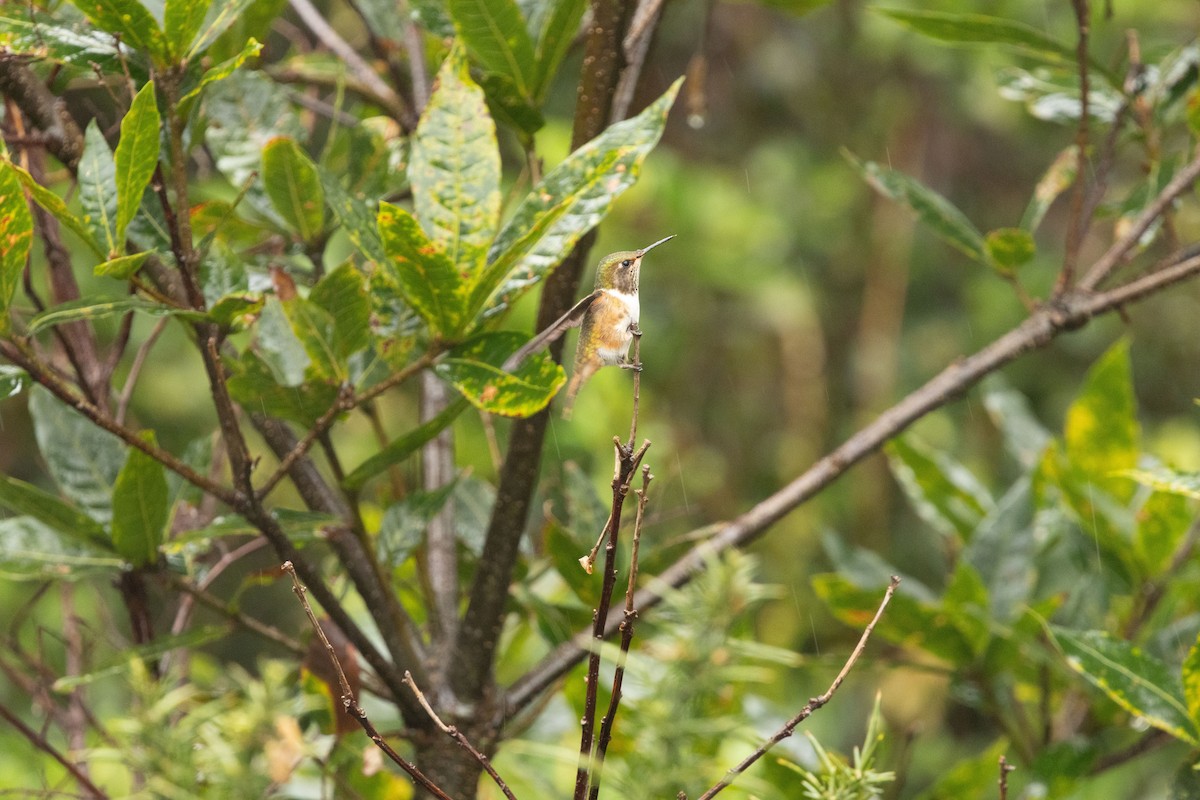 Volcano Hummingbird - ML629099882