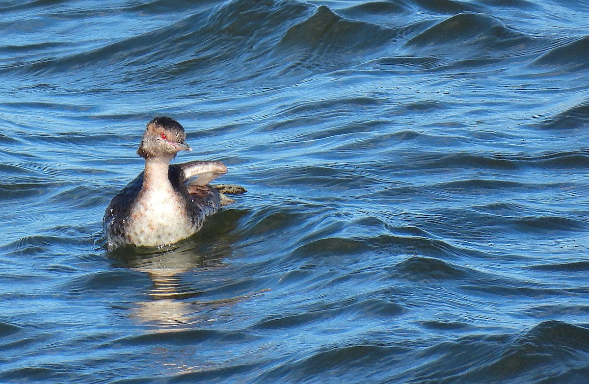 Horned Grebe - ML629099883