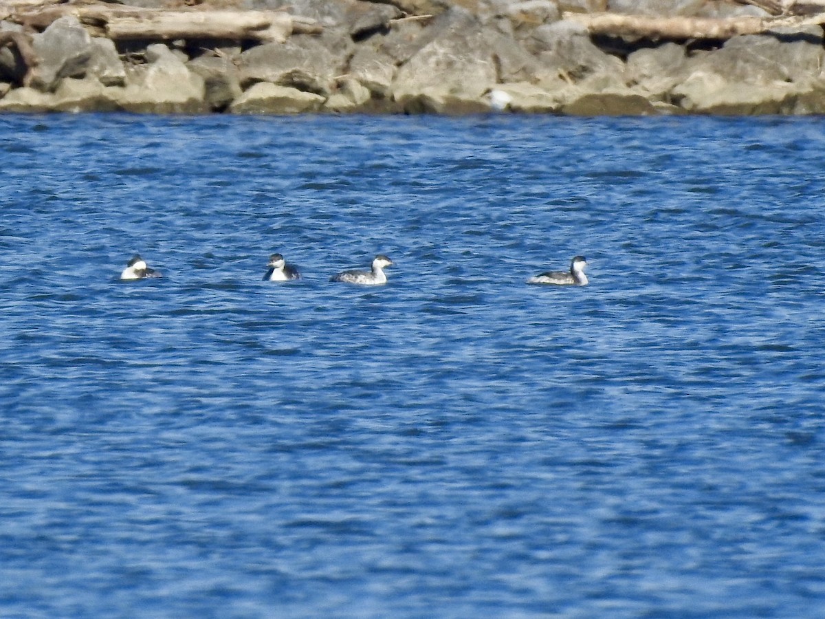 Horned Grebe - ML629099908