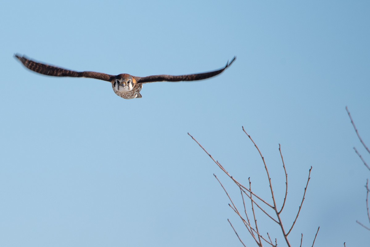 American Kestrel - ML629100194