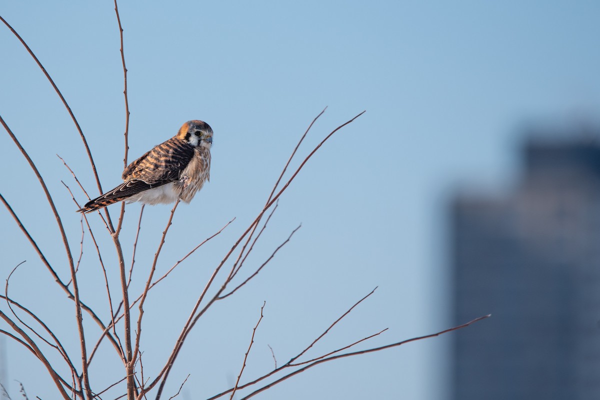 American Kestrel - ML629100195