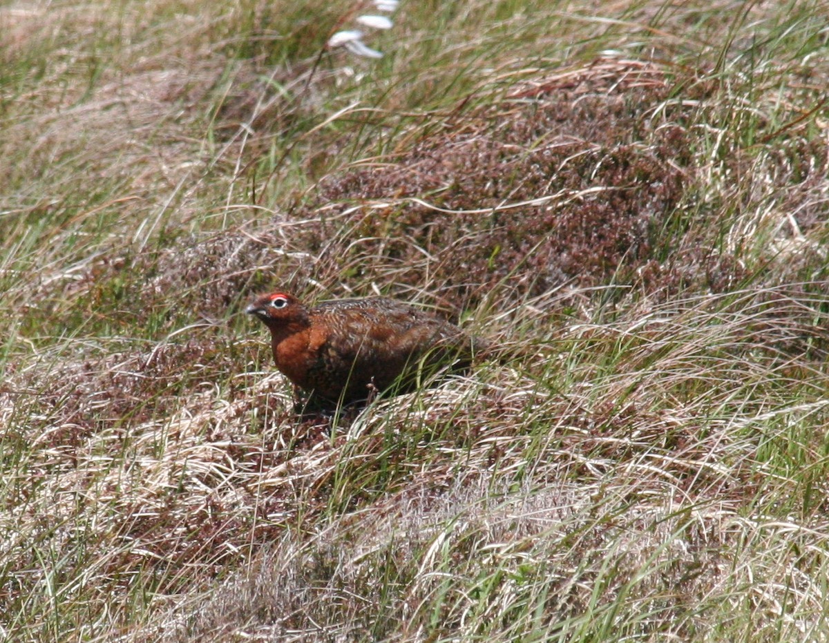 カラフトライチョウ（scotica/hibernica） - ML629100196