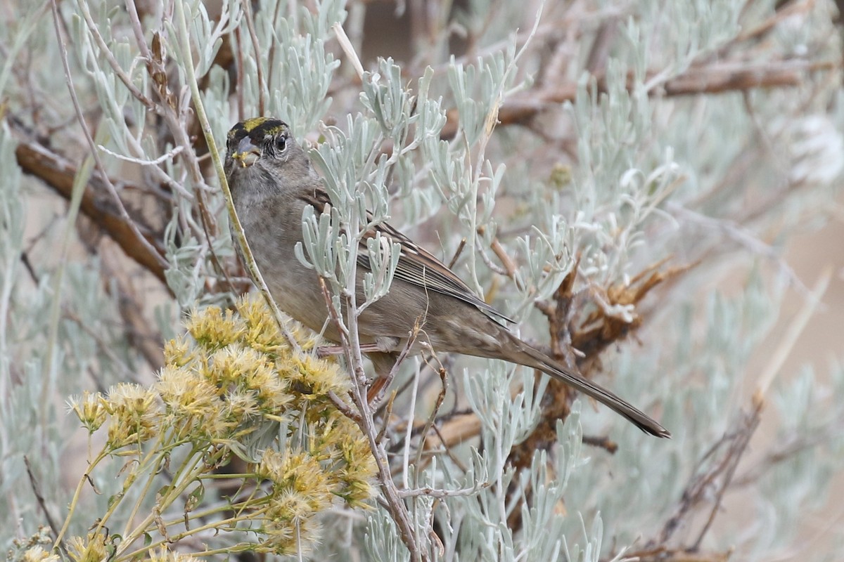 Golden-crowned Sparrow - ML629100356