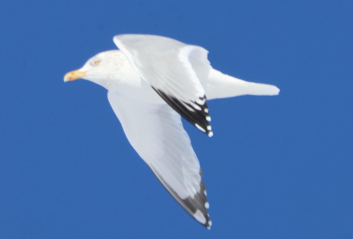 American Herring Gull - ML629100363