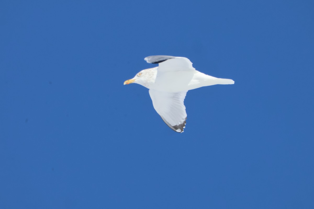 American Herring Gull - ML629100364