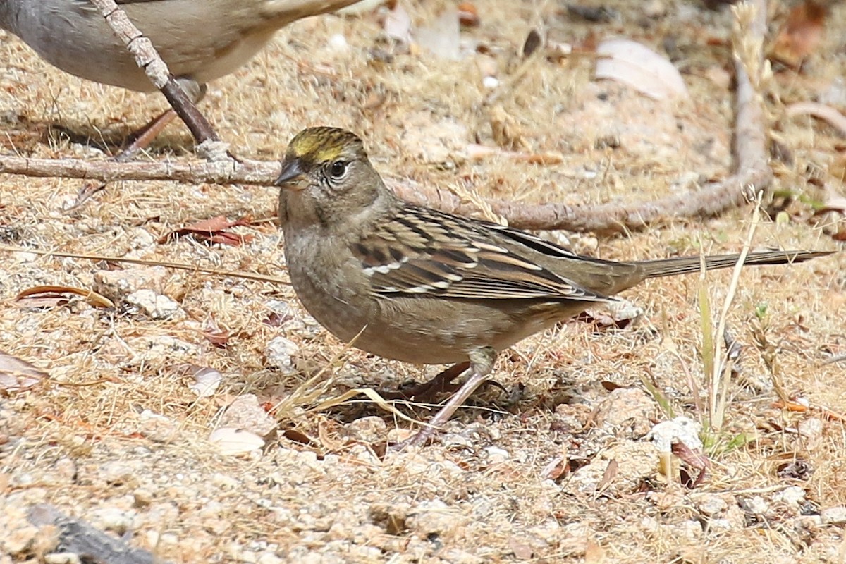 Golden-crowned Sparrow - ML629100373