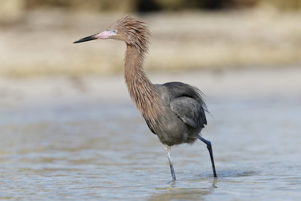 Reddish Egret - ML629100374