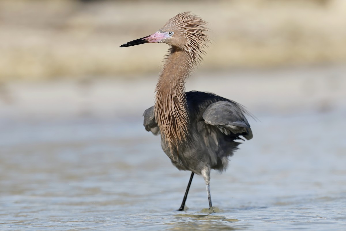 Reddish Egret - ML629100375