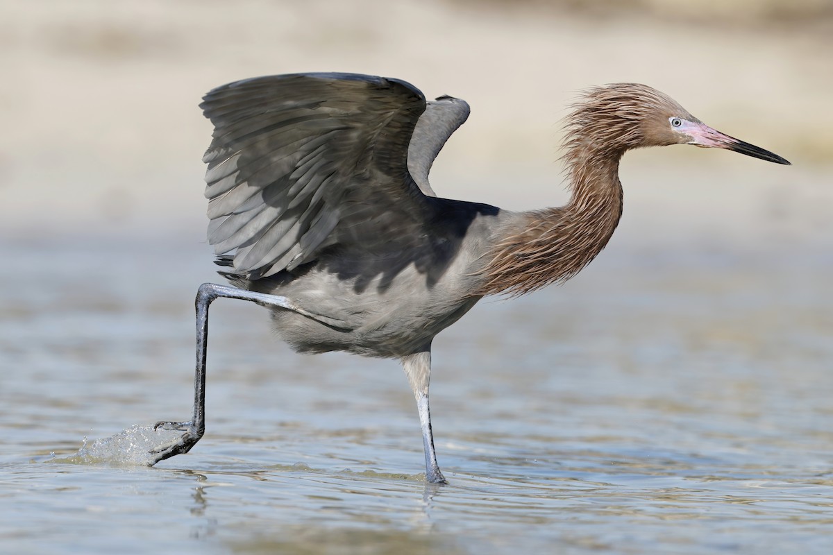 Reddish Egret - ML629100379