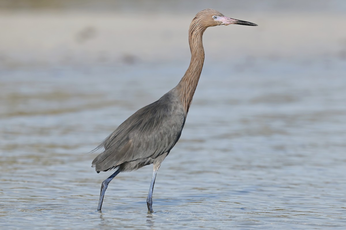 Reddish Egret - ML629100383