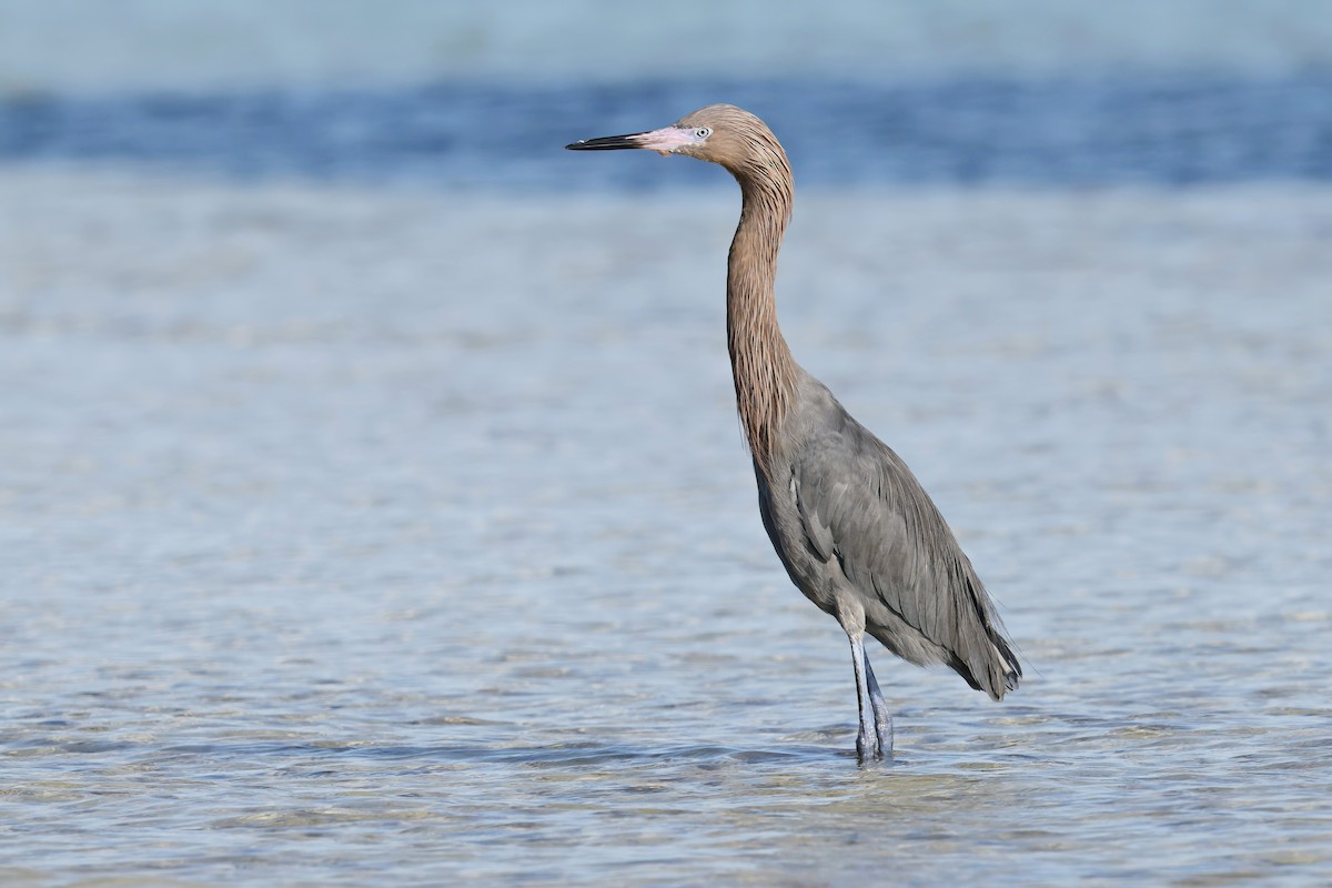 Reddish Egret - ML629100384